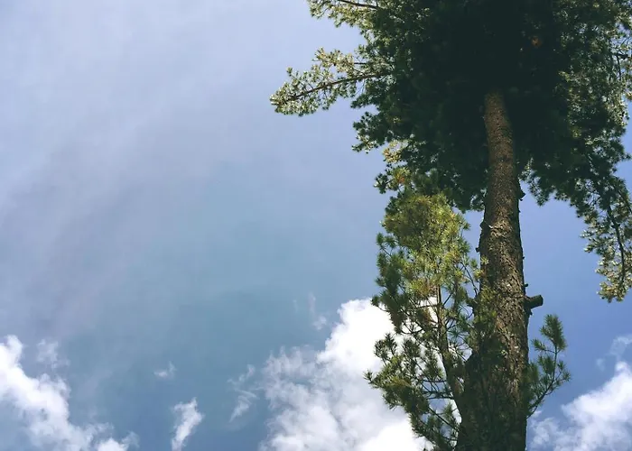 The Tree House *